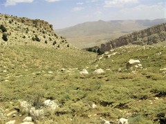 Astragalus