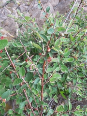 Cotoneaster integerrimus
