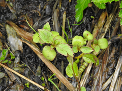 Impatiens glandulifera
