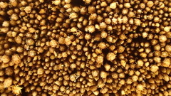 Gemmabryum brassicoides