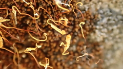 Gemmabryum brassicoides