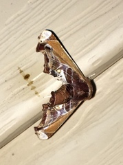 Eutelia pulcherrimus