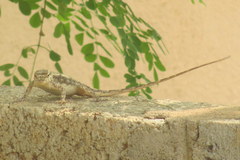 Psammophilus dorsalis