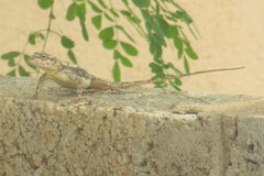 Psammophilus dorsalis