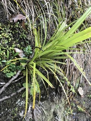 Carex uncinata