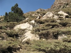 Astragalus