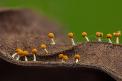 Myxomycetes