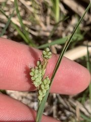 Carex garberi