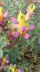 Lupinus stiversii