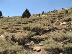 Astragalus