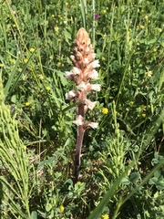 Orobanche minor