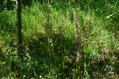 Himantoglossum formosum