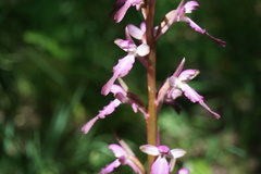 Himantoglossum formosum
