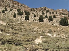 Astragalus