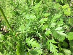 Ligusticum apiifolium