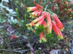 Erica versicolor
