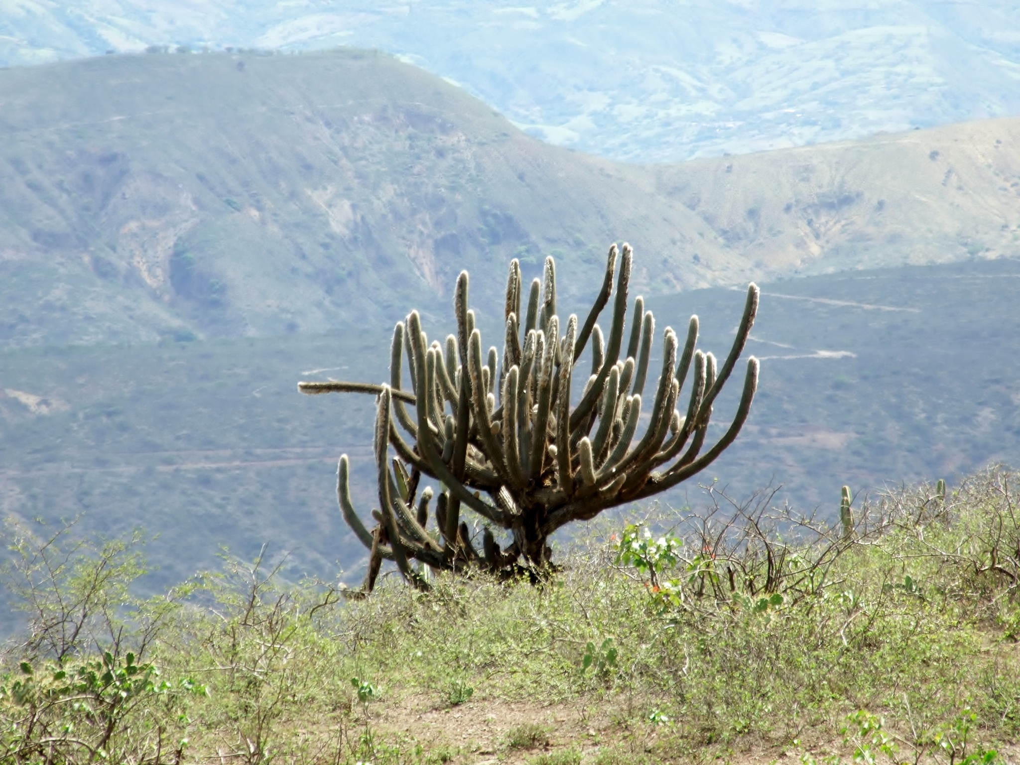 Espostoa image