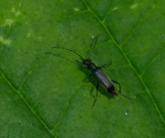 Grammoptera abdominalis