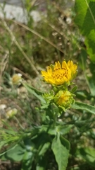 Verbesina encelioides