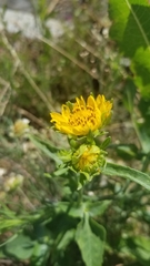 Verbesina encelioides