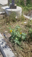 Verbesina encelioides