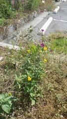 Verbesina encelioides