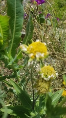 Verbesina encelioides