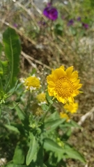 Verbesina encelioides