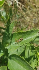 Verbesina encelioides