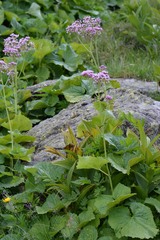 Adenostyles alliariae