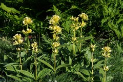 Gentiana
