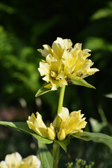 Gentiana