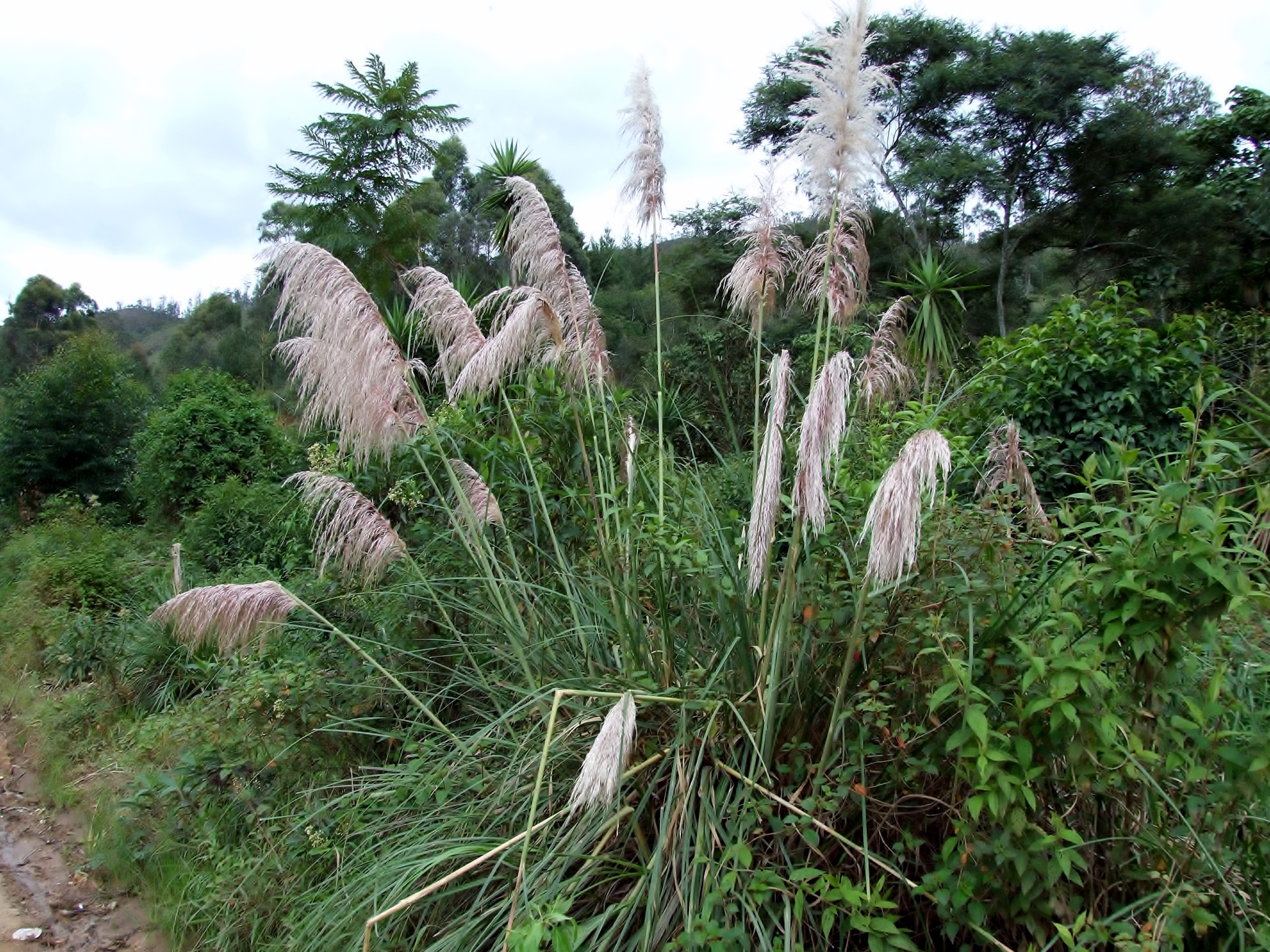 Cortaderia jubata image