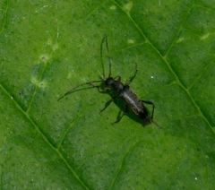 Grammoptera abdominalis