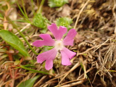 Primula minima
