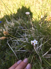 Androsace chamaejasme