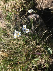 Androsace chamaejasme