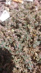 Euphorbia prostrata