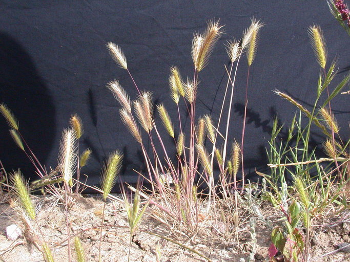 Hordeum intercedens