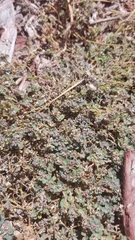 Euphorbia prostrata