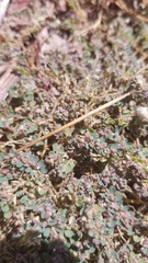 Euphorbia prostrata