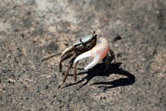 Minuca longisignalis