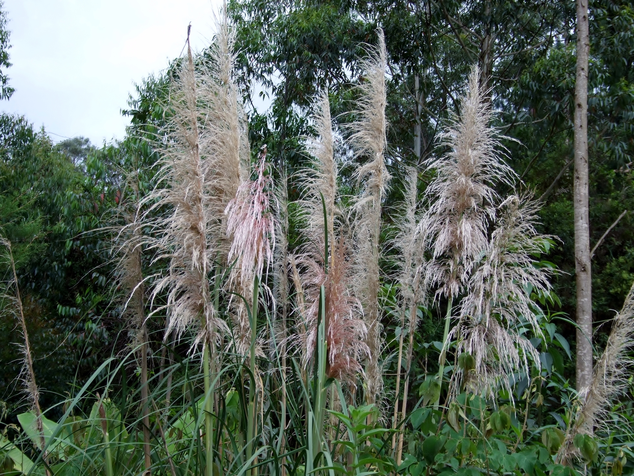 Cortaderia jubata image