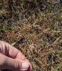 Deschampsia danthonioides