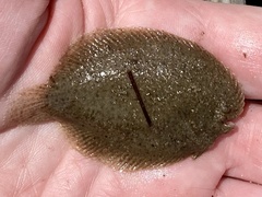 Trinectes maculatus