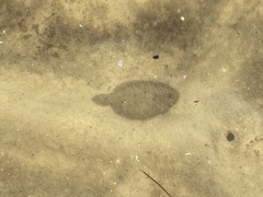 Trinectes maculatus
