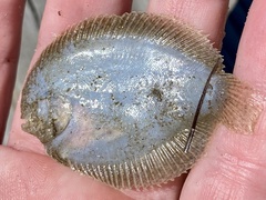 Trinectes maculatus