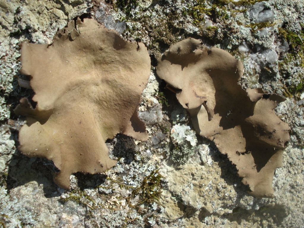 rocktripes, bloodspot lichens, and allies