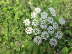 Ligusticum apiifolium