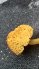 Phaeomarasmius